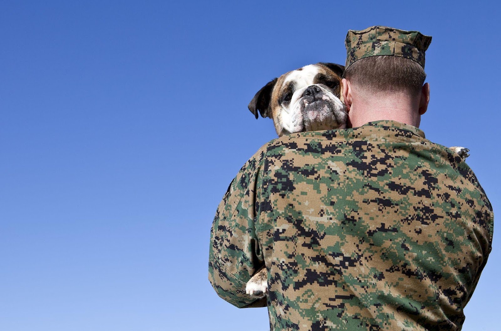 dog being held by military man